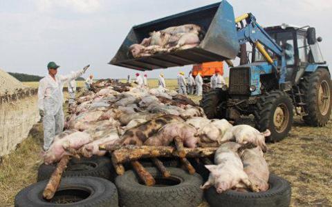 研究人员研究非洲猪瘟在动物饲料中的风险