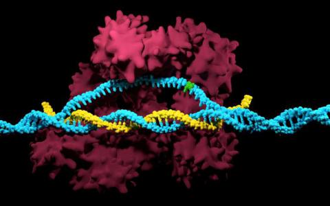 CRISPR / Cas9突变预防系统有助于预防和对抗疾病