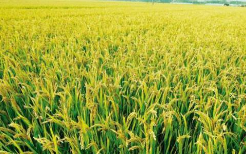基因促进了水稻土壤中的水稻生长和产量