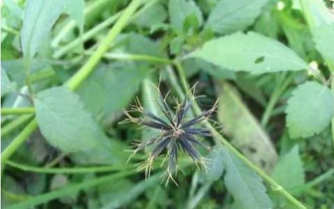 生物钟控制细胞周期和植物中的肿瘤生长