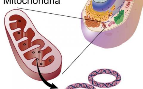线粒体突变之谜解决：随机排序有助于摆脱哑弹
