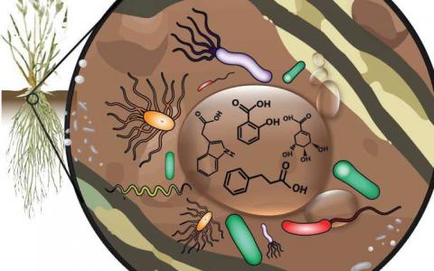 研究人员证明了植物与土壤微生物之间的复杂联系