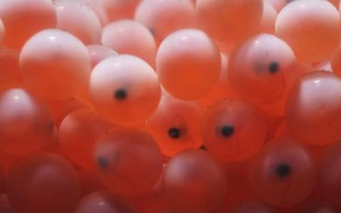 科学家研究通过河床镜片产卵鲑鱼