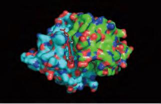 揭示HIV整合酶的结构告知药物的发现