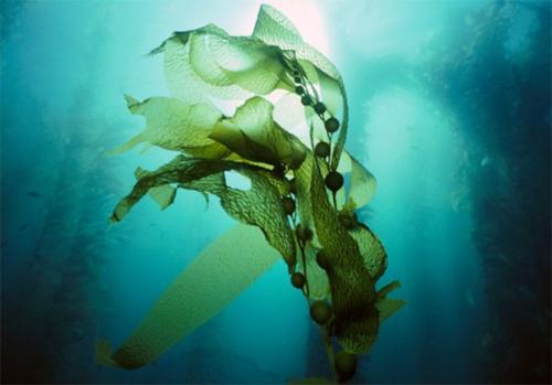 海藻为酸化海洋的海洋生物提供庇护