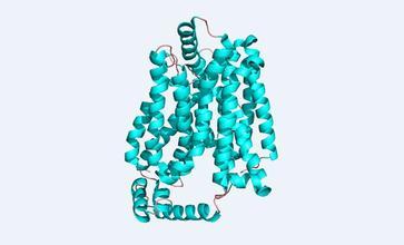 分子制动器控制转运蛋白直到轮到它们移动