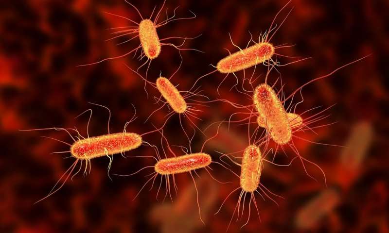 生物物理学家发现小细菌群体如何在治疗中存活下来