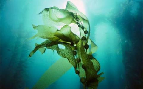 海藻为酸化海洋的海洋生物提供庇护