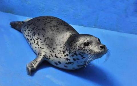 由于螨虫肺炎和海水温度变化导致海豹幼崽死亡