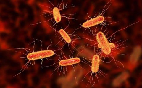 生物物理学家发现小细菌群体如何在治疗中存活下来