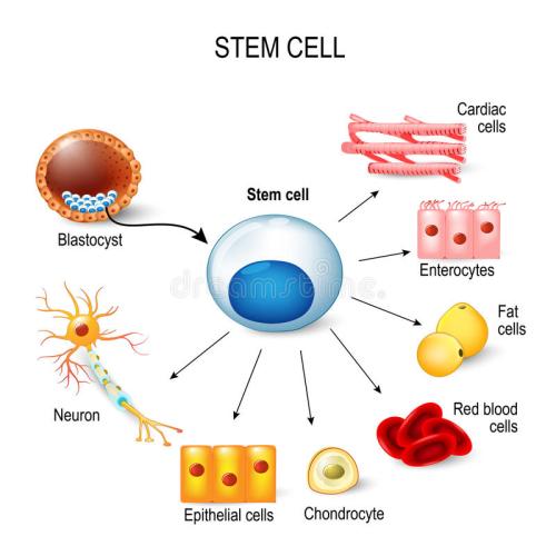 再生肠的单细胞转录组显示出复苏干细胞