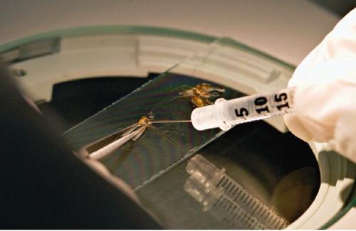 第一个经过证实的疟疾疫苗在非洲推出