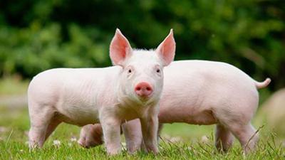致命的猪病毒在中国的传播加速了疫苗研究