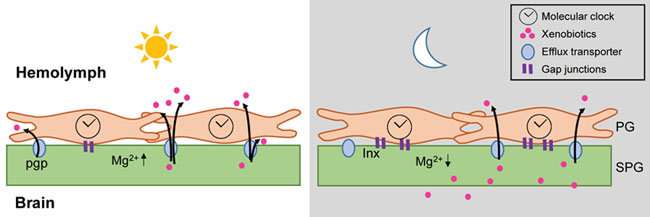 果蝇的血脑屏障中新发现的时钟调节每日渗透性