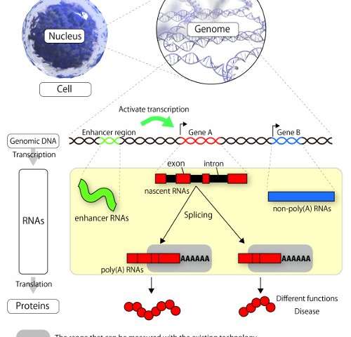 研究人员成功测序了单个细胞的总RNA