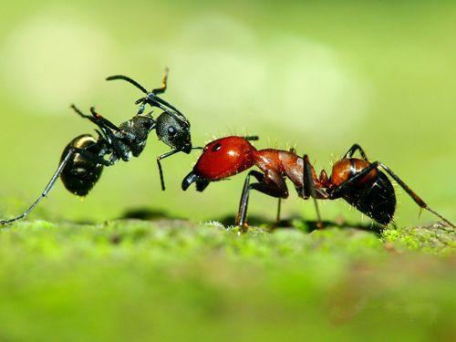 没有4600万年生的细菌龟蚂蚁需要更多的咬伤和更少的盔甲