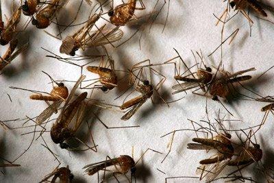 生物学家记录了携带疾病的蚊子的二次灭绝
