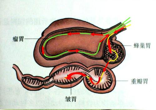 牛胃的DNA研究可以帮助肉类和乳制品生产