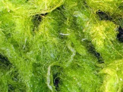 藻类如何改变其内部太阳能电池板以保持活力