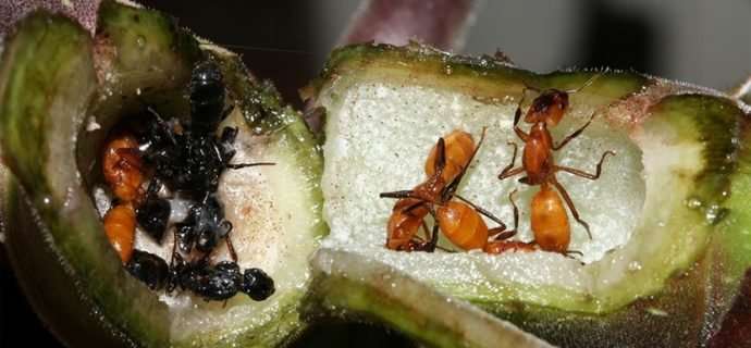 在新的Azteca蚂蚁殖民地种植真菌