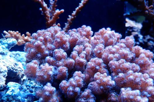 新的突变珊瑚共生藻类能够关闭共生