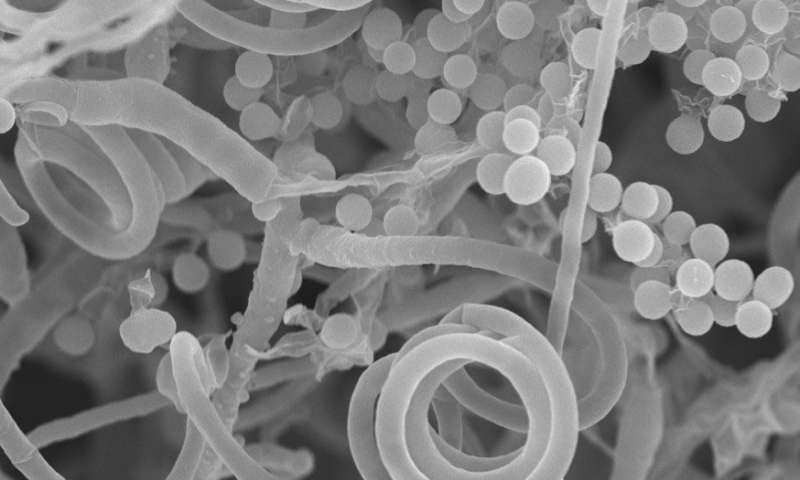 趾甲真菌放弃性生活以感染人类宿主