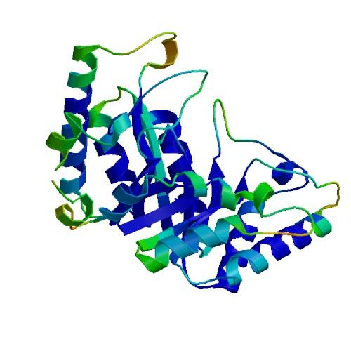 研究表明蛋白质功能的进化变化尊重生物物理学原理