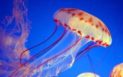 水母适应它们的毒液以适应不断变化的猎物和海洋条件