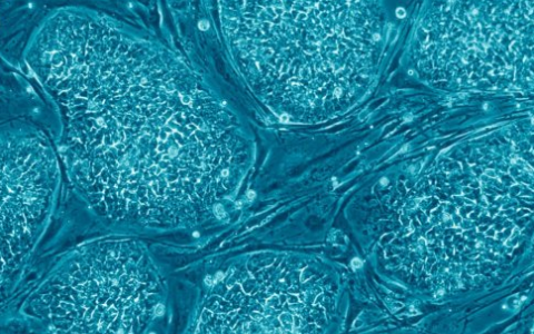 基因编辑方法产生完美的多能干细胞双胞胎