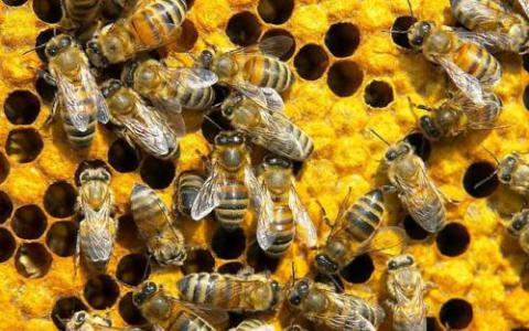 烟囱中的传染病与蜜蜂健康有关