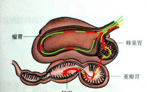 牛胃的DNA研究可以帮助肉类和乳制品生产