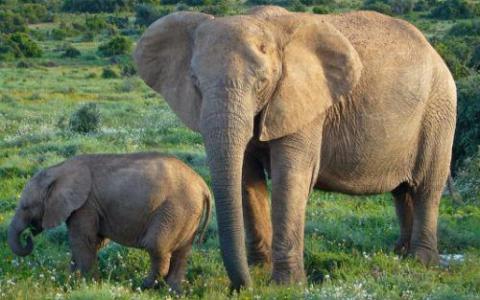 研究人员对灭绝和活着的大象的完整基因组进行测序