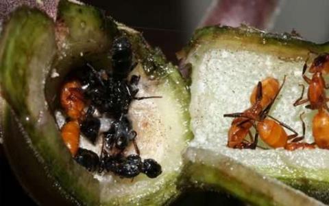 在新的Azteca蚂蚁殖民地种植真菌
