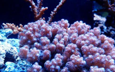 新的突变珊瑚共生藻类能够关闭共生