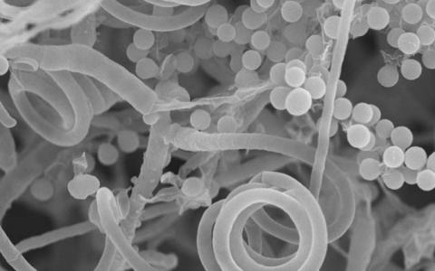 趾甲真菌放弃性生活以感染人类宿主