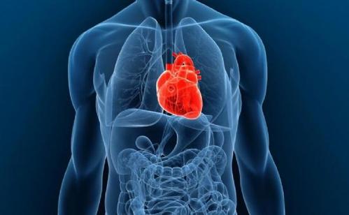科学家们的目标是解开心脏细胞的秘密