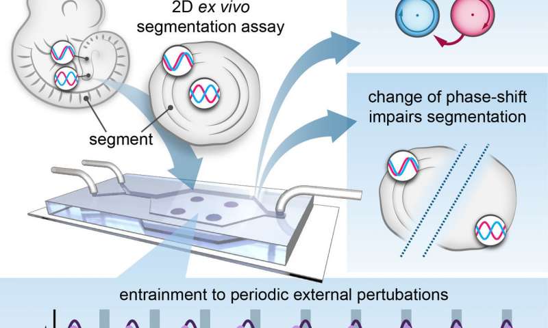 同步波控制胚胎图案