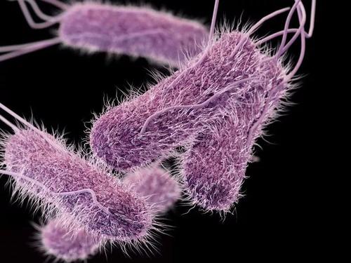 研究人员揭示了一种细菌是如何用毒药抑制掠食者的