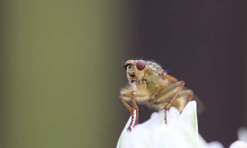 杂交的果蝇揭示了蛋白质如何被调节的新线索