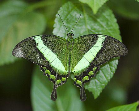随着气候的变化东虎燕尾蝶的基因也可能发生变化