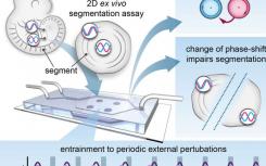 同步波控制胚胎图案