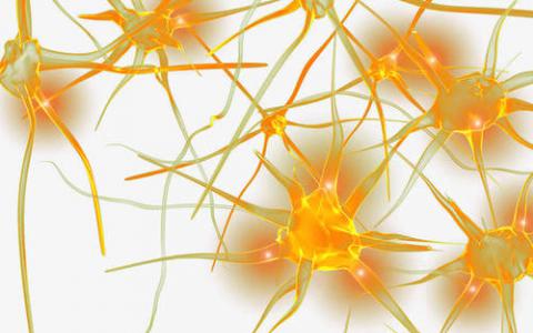 生物学家揭开神经系统在再生中的新角色