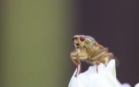 杂交的果蝇揭示了蛋白质如何被调节的新线索