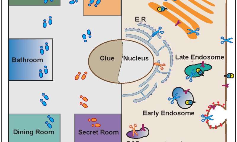 细胞中的Cluedo酶位置控制酶活性
