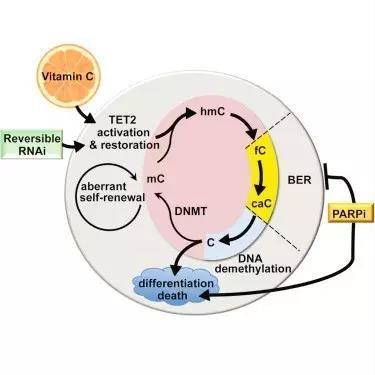TET蛋白有助于调节对正常抗体产生至关重要的基因活性