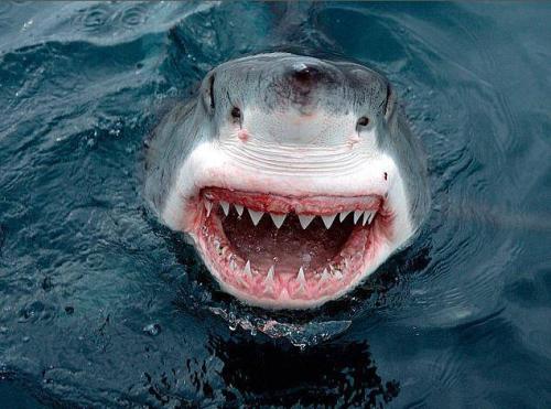 通过基因检测发现了新的鲨鱼种类