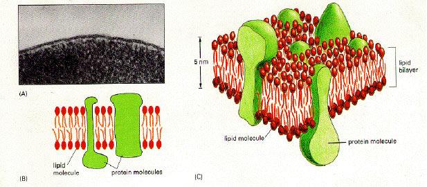 使用突变细菌来研究膜蛋白的变化如何影响细胞功能