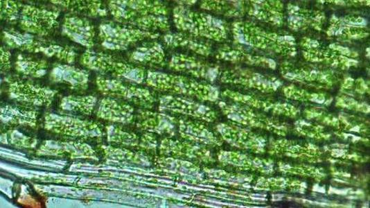 新研究确定了植物细胞壁传感机制