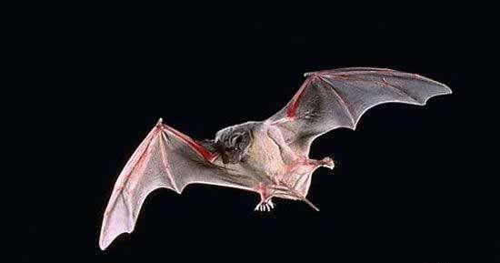 白鼻综合症通过传染性真菌杀死数百万只蝙蝠