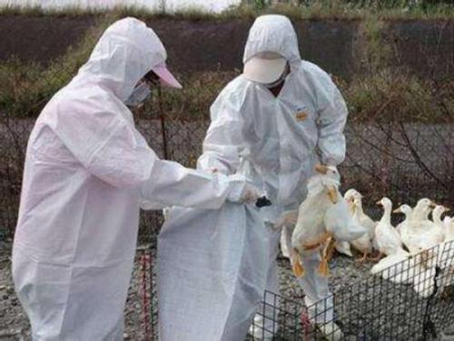 中国确认首例人类H7N4禽流感病例